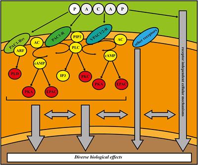 Role of endocrine PACAP in age-related diseases